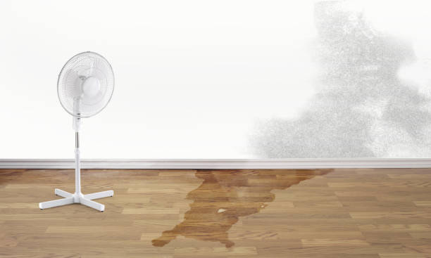 Best Mold removal after water damage  in Decatur, TX
